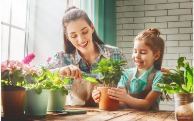Quais os benefícios de ter plantas dentro de casa?